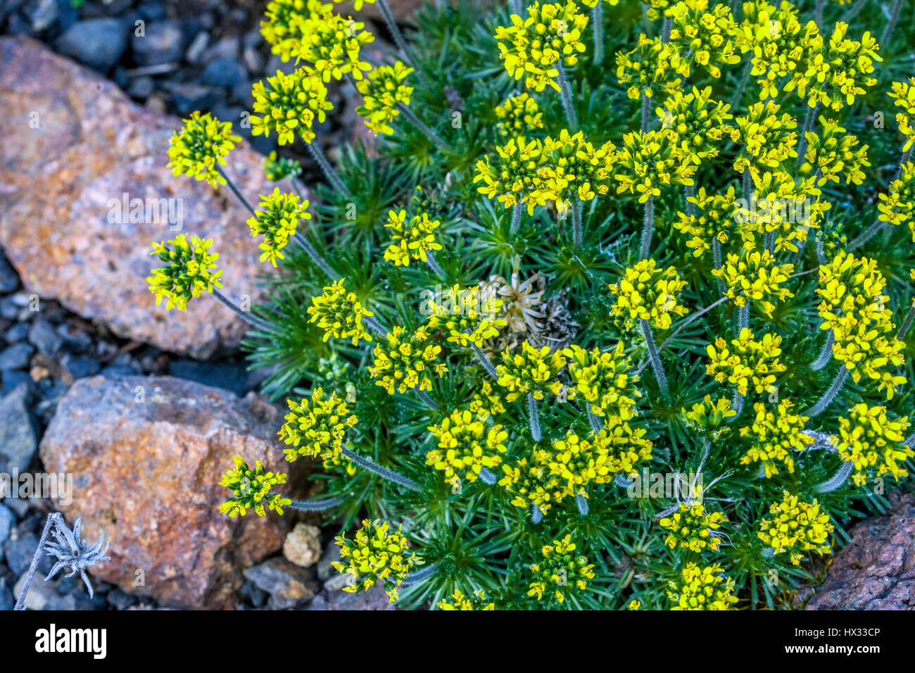 Draba hispanica, in fiore, la primavera Foto Stock