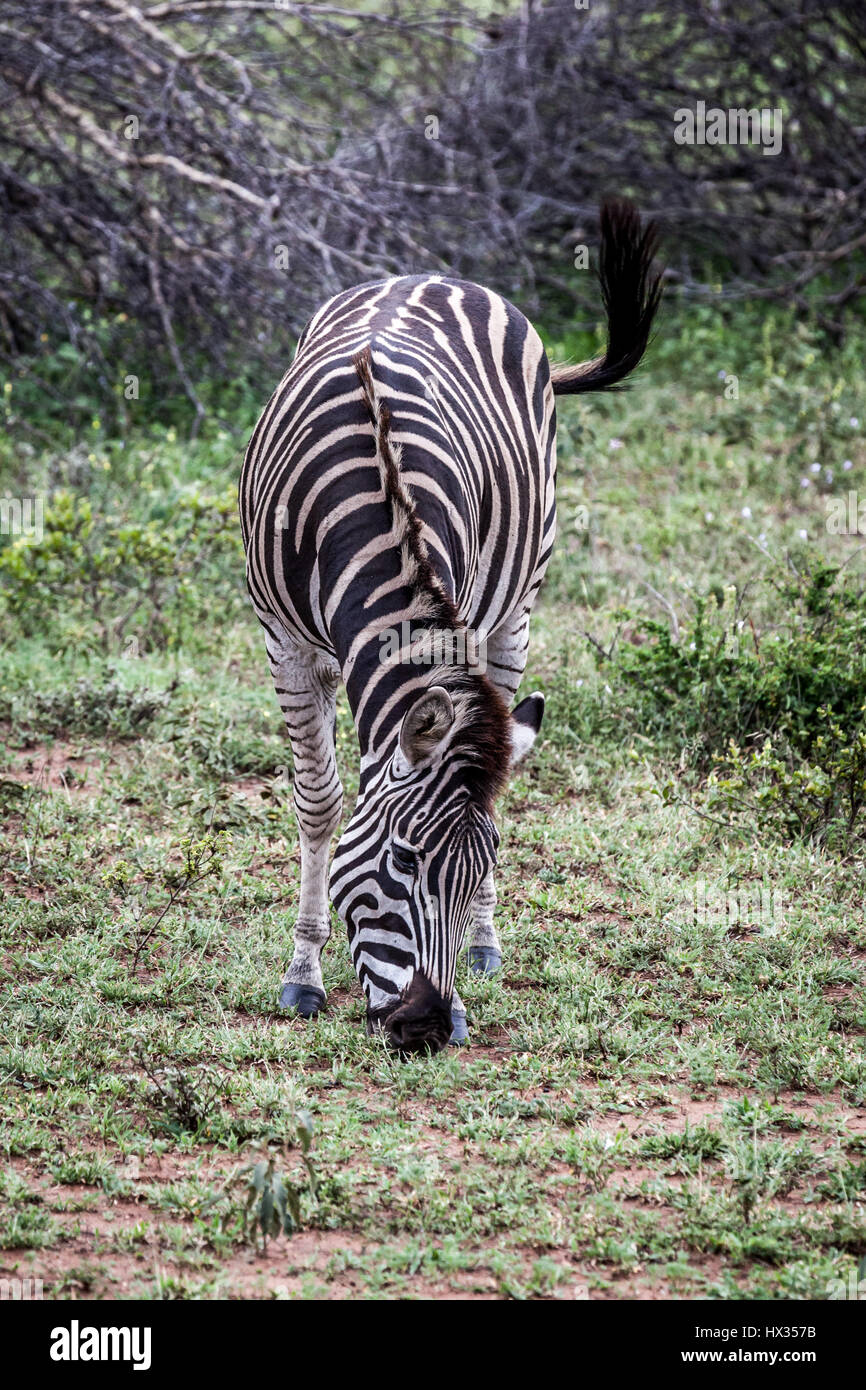 Bella Zebra striping tra la boccola nel Parco Nazionale di Kruger, Sud Africa. Foto Stock