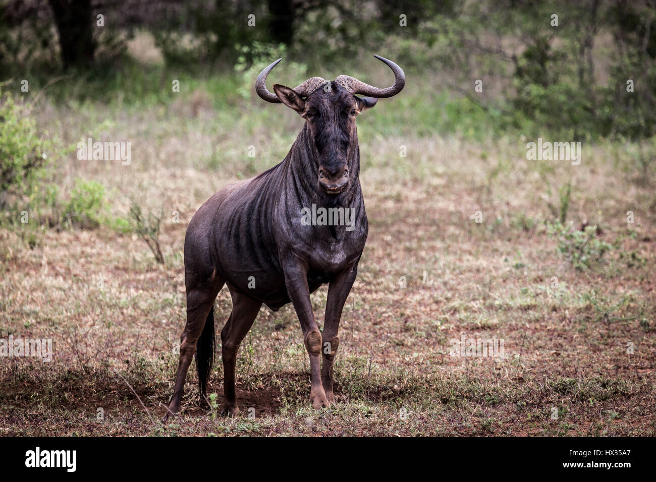 Lone Blue GNU. Foto Stock