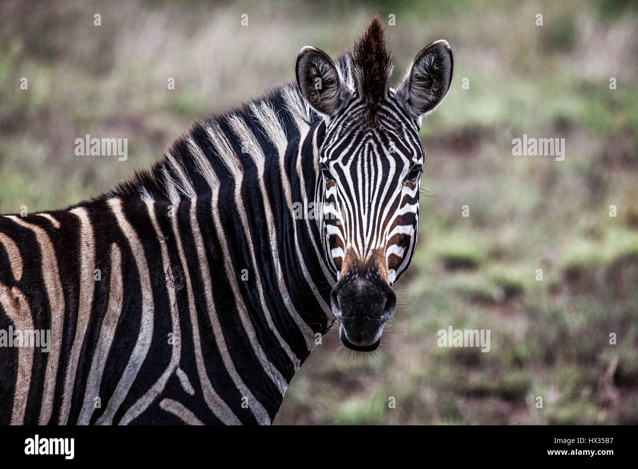 Bella Zebra striping tra la boccola nel Parco Nazionale di Kruger, Sud Africa. Foto Stock