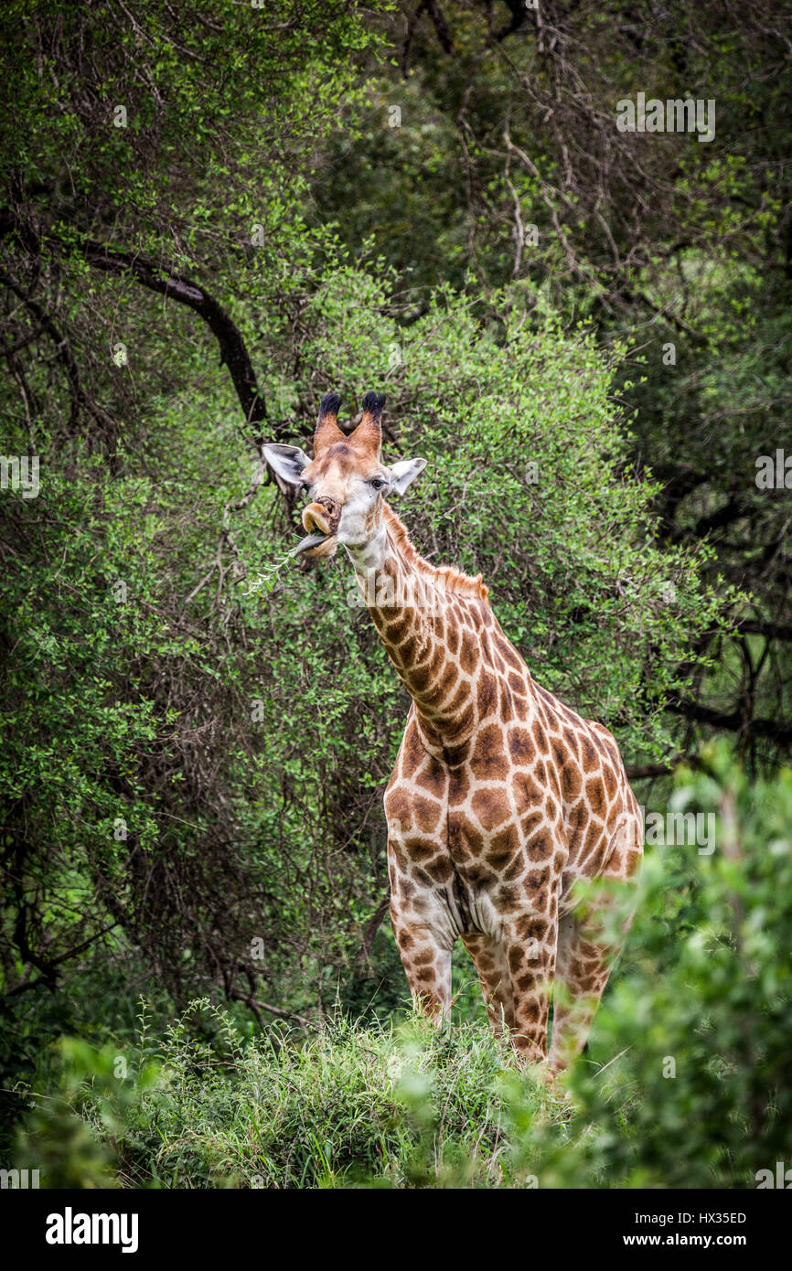 Alimentazione giraffa sugli alberi nel Parco Nazionale di Kruger, Sud Africa. Foto Stock