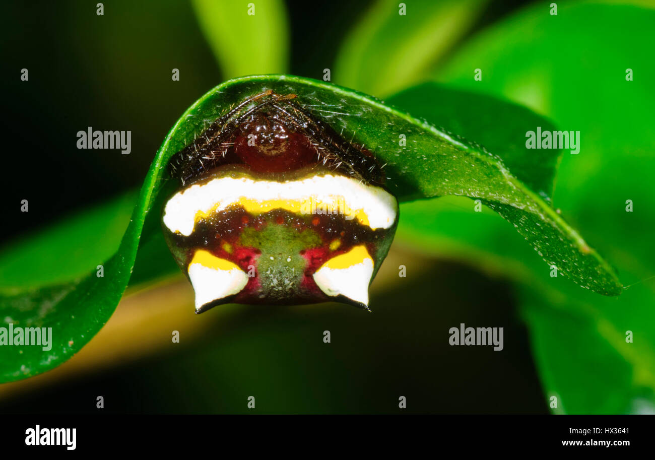 Due-spined Spider (Poecilopachys australasia), Nuovo Galles del Sud, Australia Foto Stock