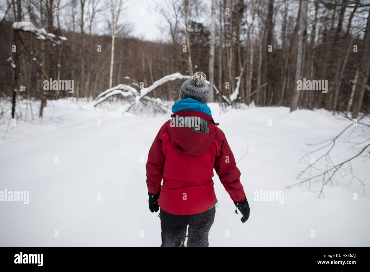 Una signora in una giacca rossa le racchette da neve nella foresta dopo una tempesta di neve in Hastings Highlands, Ontario, Canada. Foto Stock
