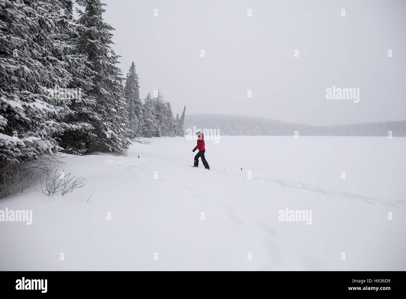 Una signora in una giacca rossa di racchette da neve dopo una tempesta di neve in Hastings Highlands, Ontario, Canada. Foto Stock