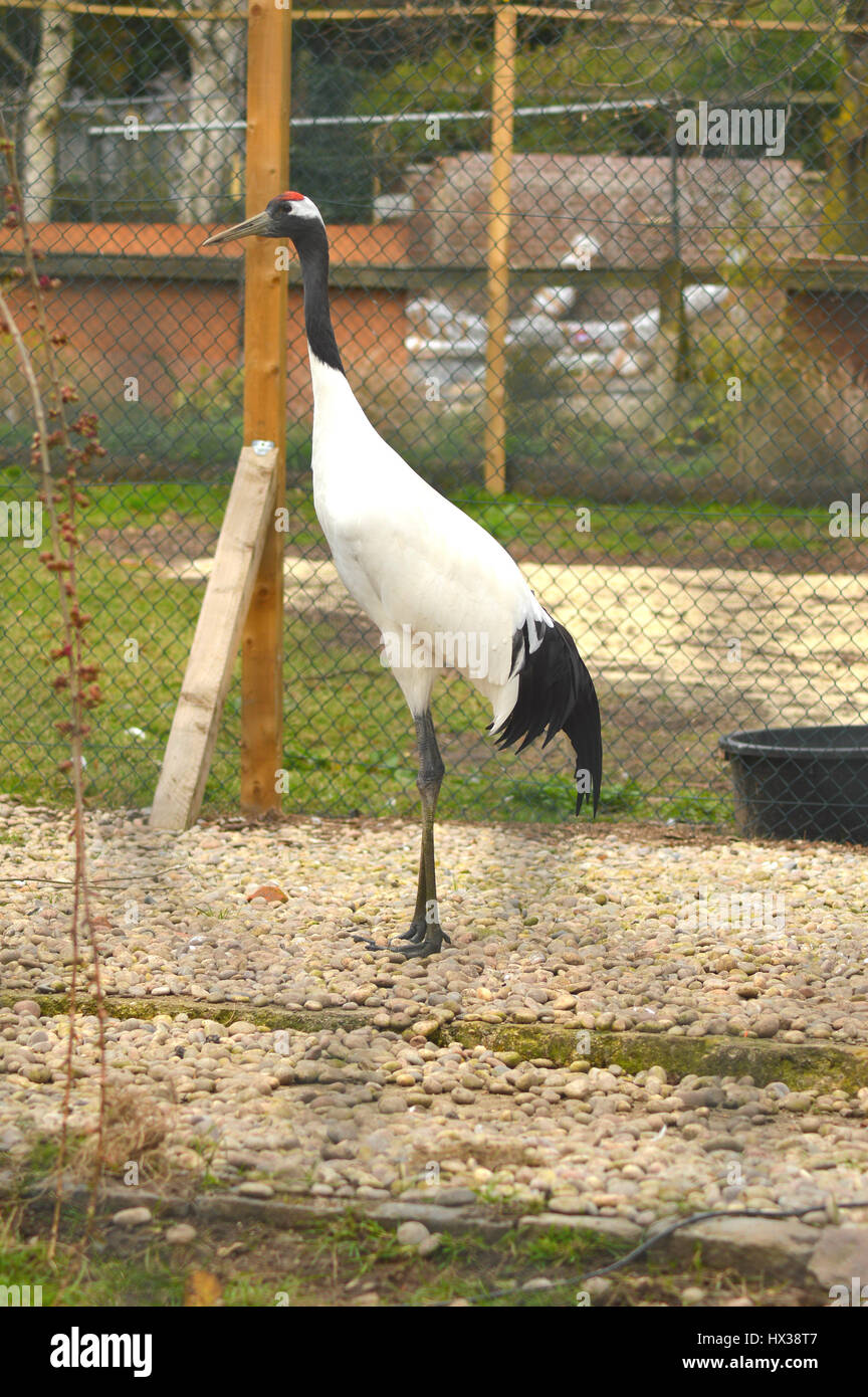 Rosso-crowned crane (Grus japonensis). Foto Stock