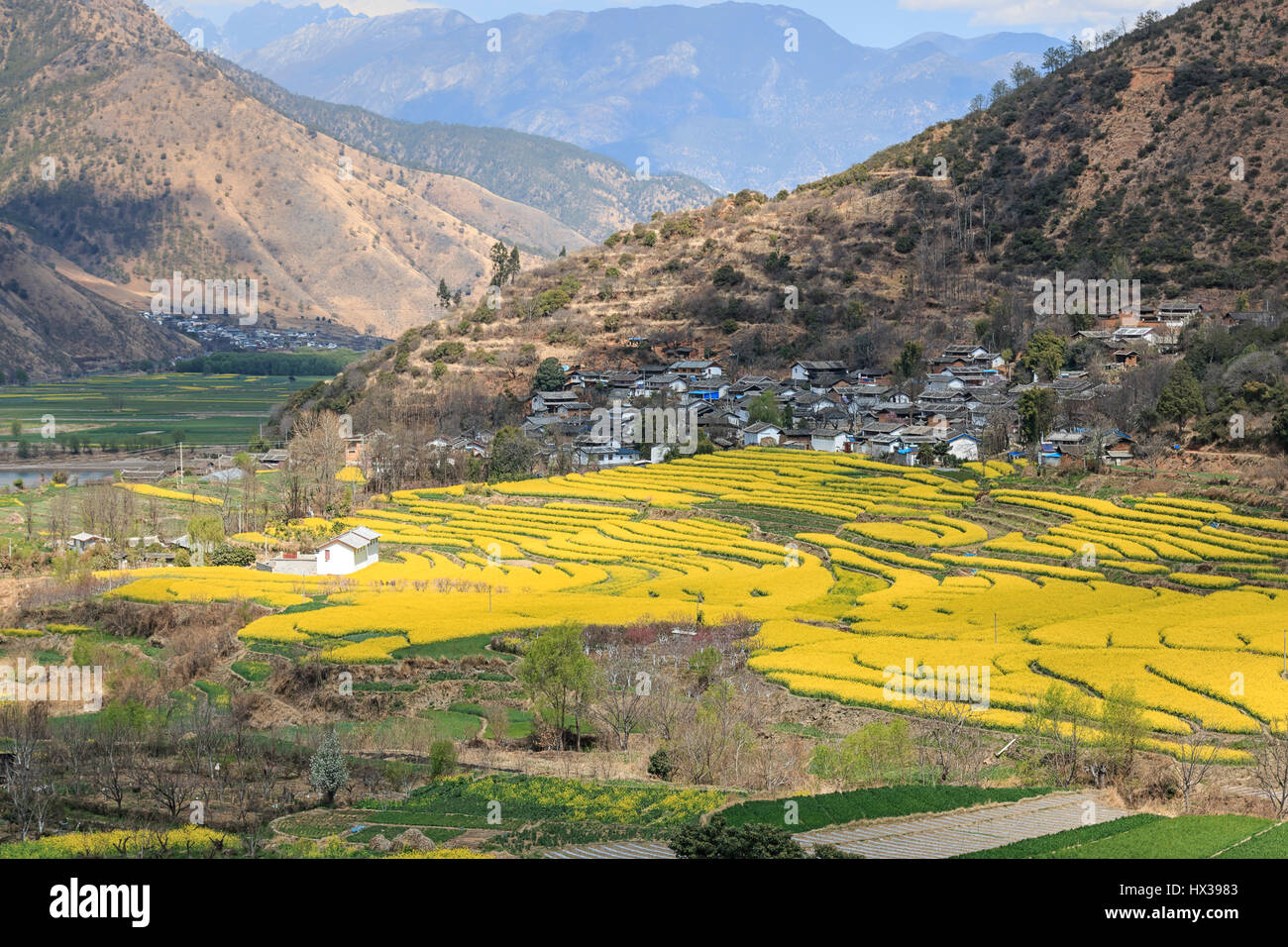 Vista aerea di semi di ravizzone o colza di fiori intorno a ShiGu villaggio nei pressi di Lijiang . ShiGu è in Yunnan, Cina, e faceva parte del sud Silk Road o ChaMa GuDao Foto Stock