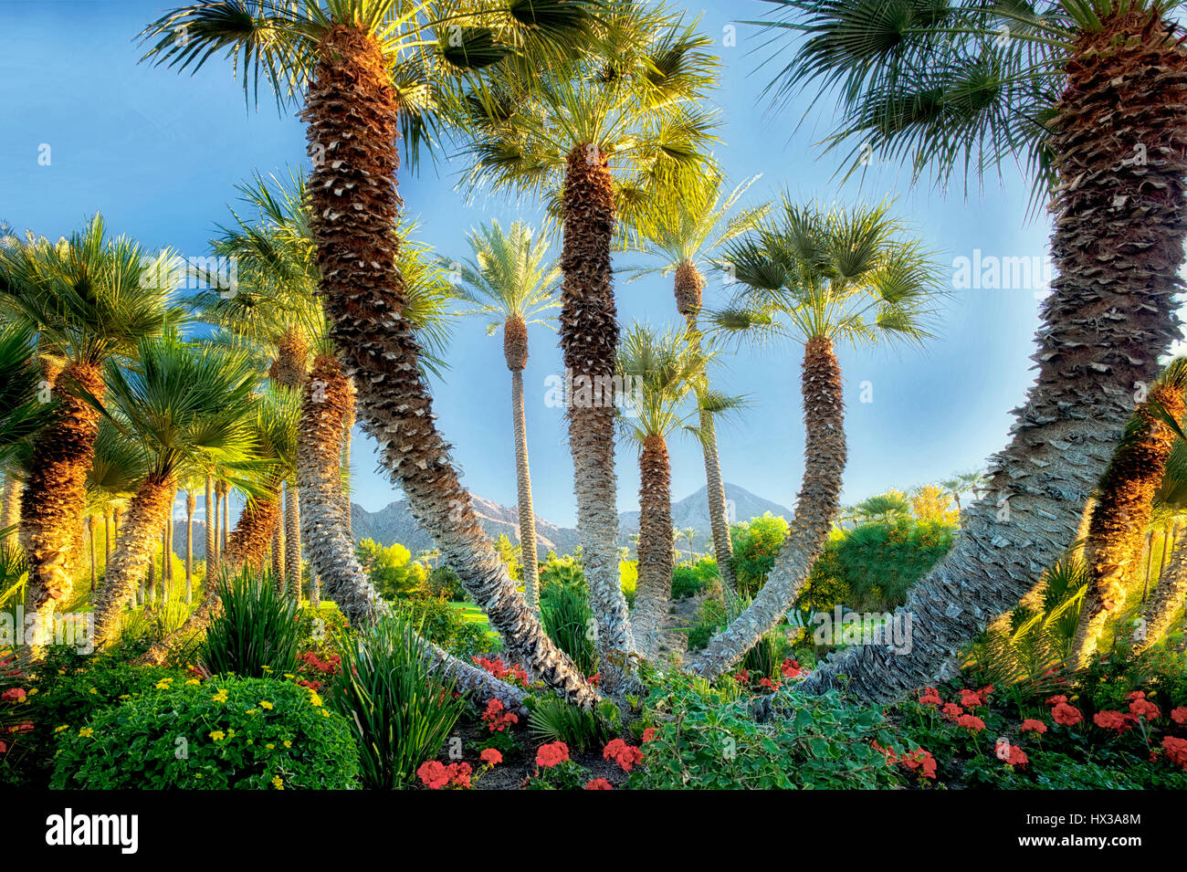 Le palme in giardino. Palm Desert, California Foto Stock