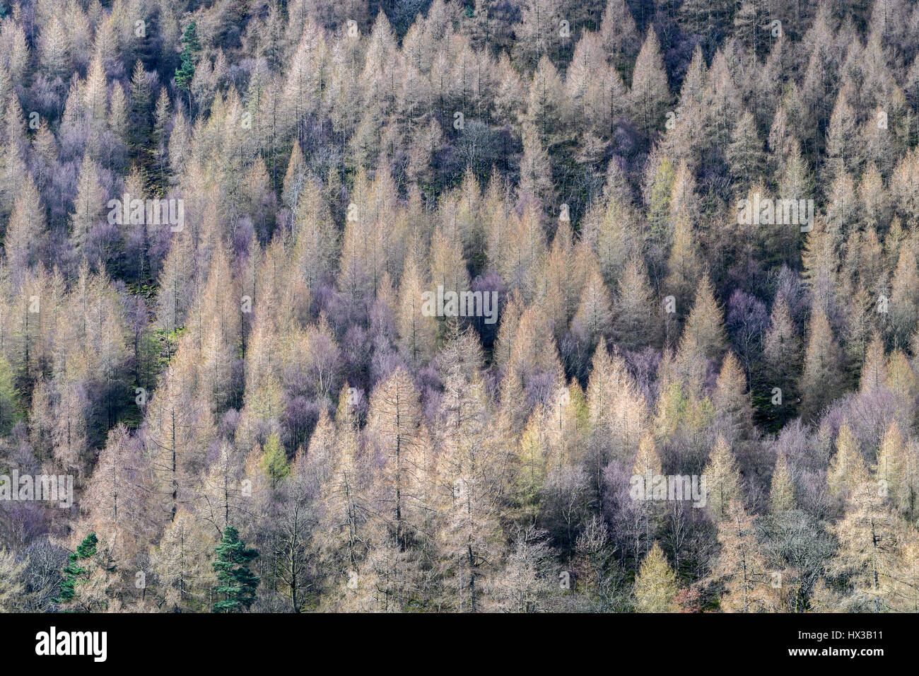 Alberi decidui su un pendio accanto al lago Buttermere, Lake District, Cumbria, Inghilterra. Foto Stock