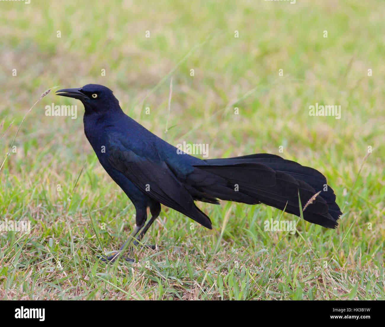Grande maschio-tailed Grackle (Quiscalus mexicanus) Estero Llano Grande State Park, Weslaco, Texas Foto Stock