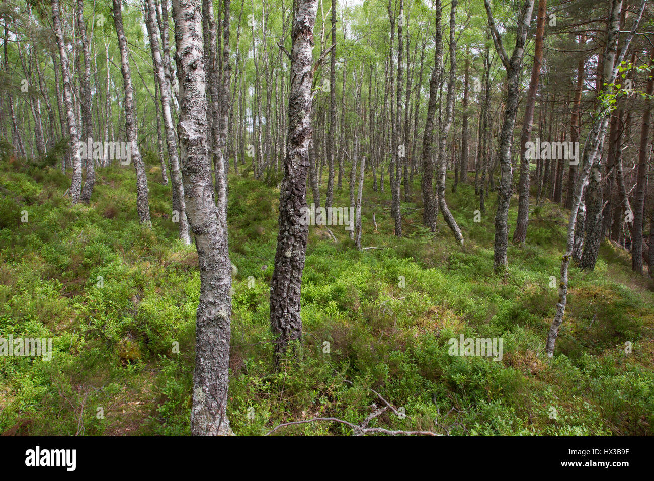 Argento Betulla Betula pendula, alberi che crescono nei boschi, Rothiemurchus Estate, le Highlands, Scotland, Regno Unito. Foto Stock