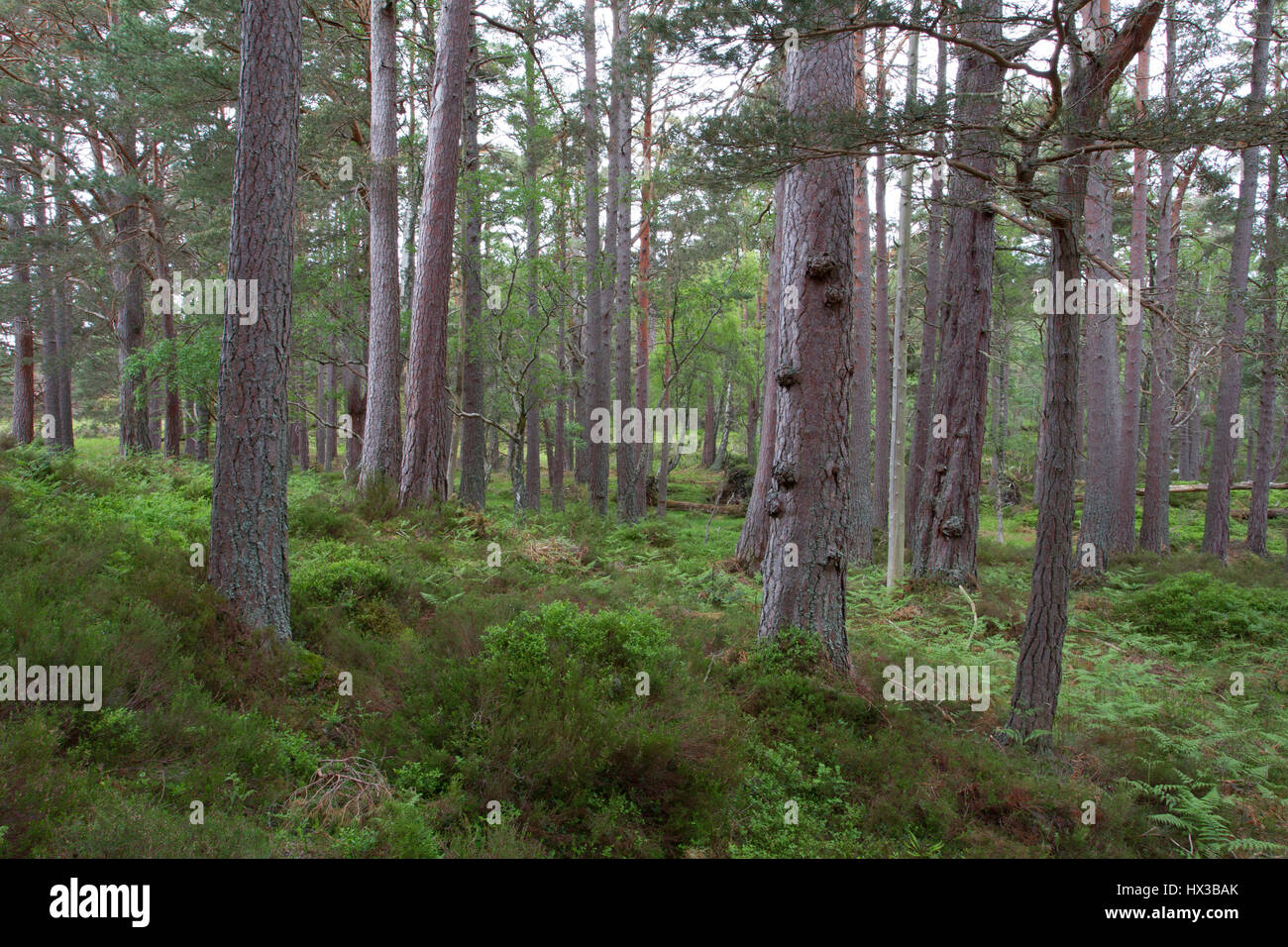 Pino silvestre, Pinus sylvestris, crescendo nel bosco. Rothiemurchus Estate, Scotland, Regno Unito Foto Stock