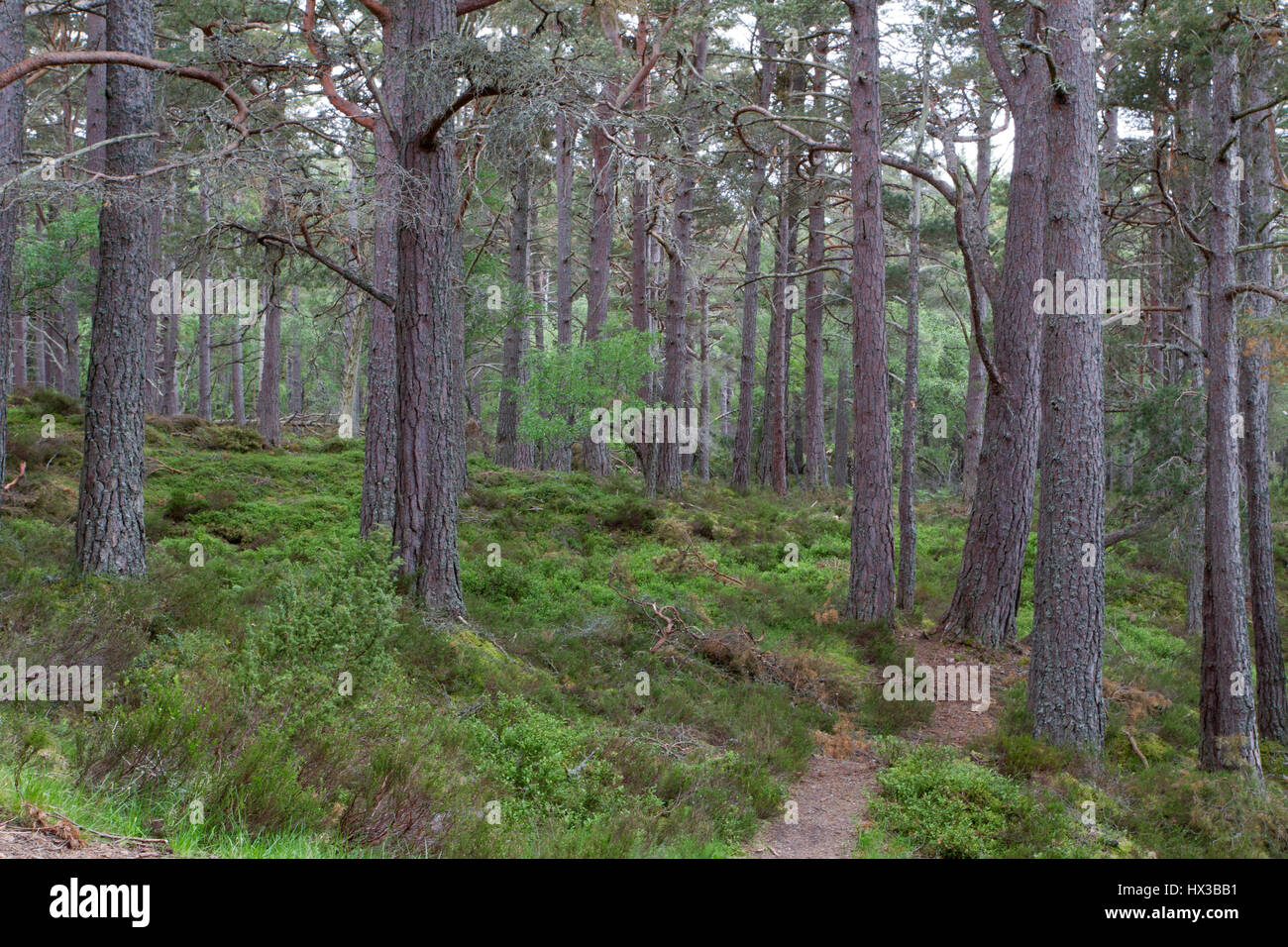 Pino silvestre, Pinus sylvestris, crescendo nel bosco. Rothiemurchus Estate, Scotland, Regno Unito Foto Stock