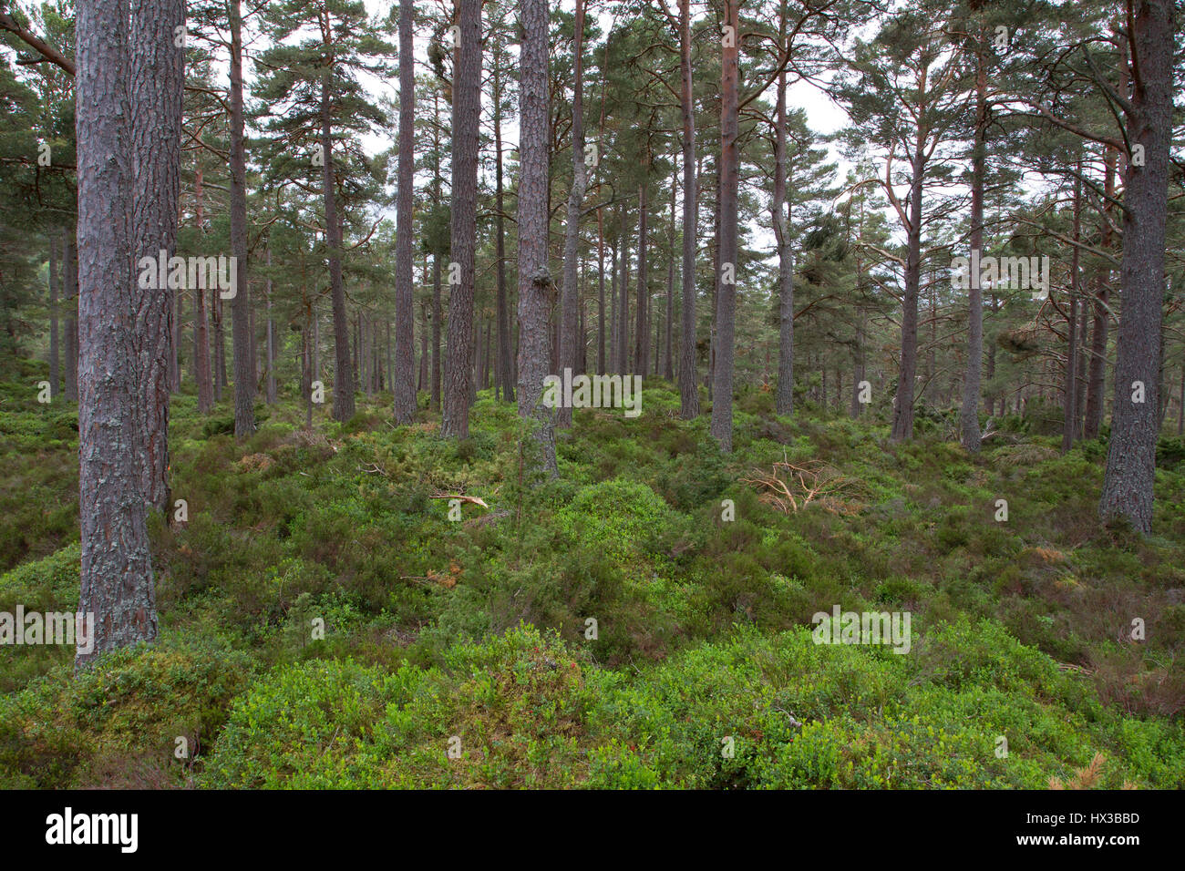 Pino silvestre, Pinus sylvestris, crescendo nel bosco. Rothiemurchus Estate, Scotland, Regno Unito Foto Stock