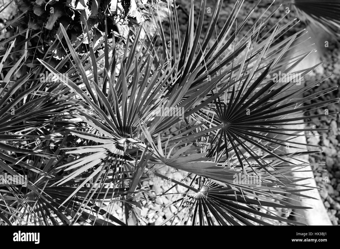 Palme landscaping Foto Stock