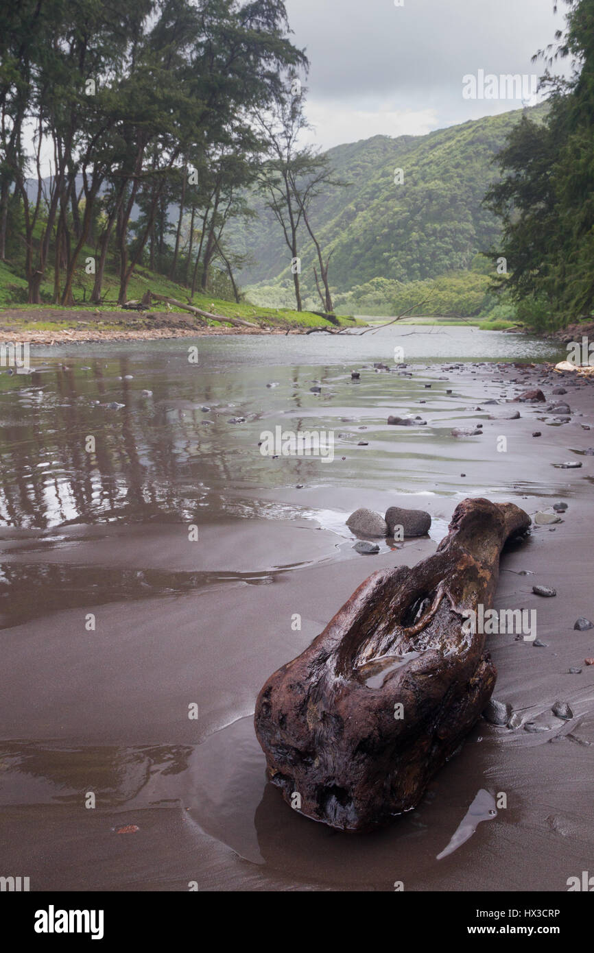 Fiume nella Valle di Pololu al nord della costa della Grande Isola, Hawaii, Stati Uniti d'America. Foto Stock