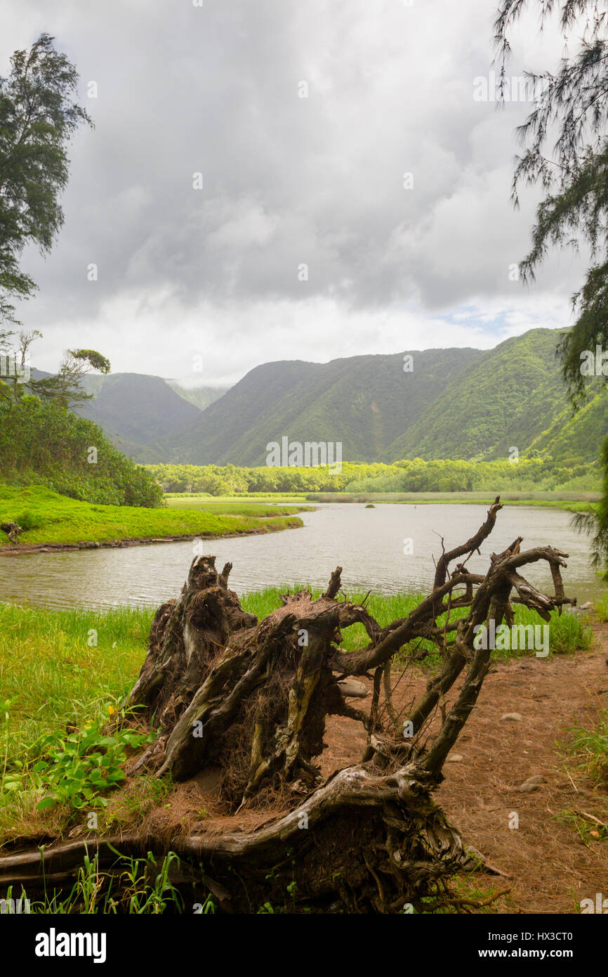 Fiume nella Valle di Pololu al nord della costa della Grande Isola, Hawaii, Stati Uniti d'America. Foto Stock