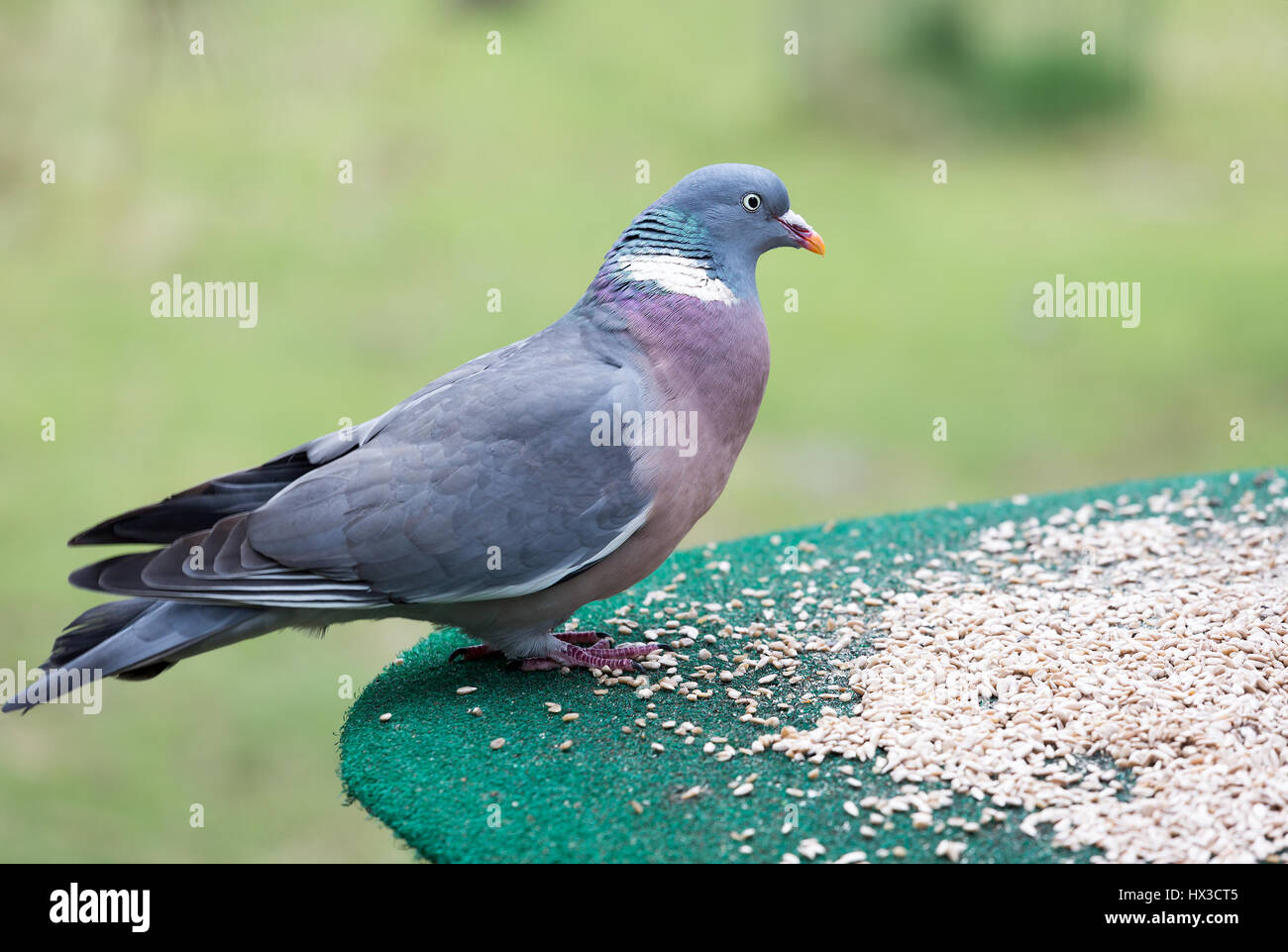 Colombaccio alimentazione su un tavolo di uccelli Foto Stock