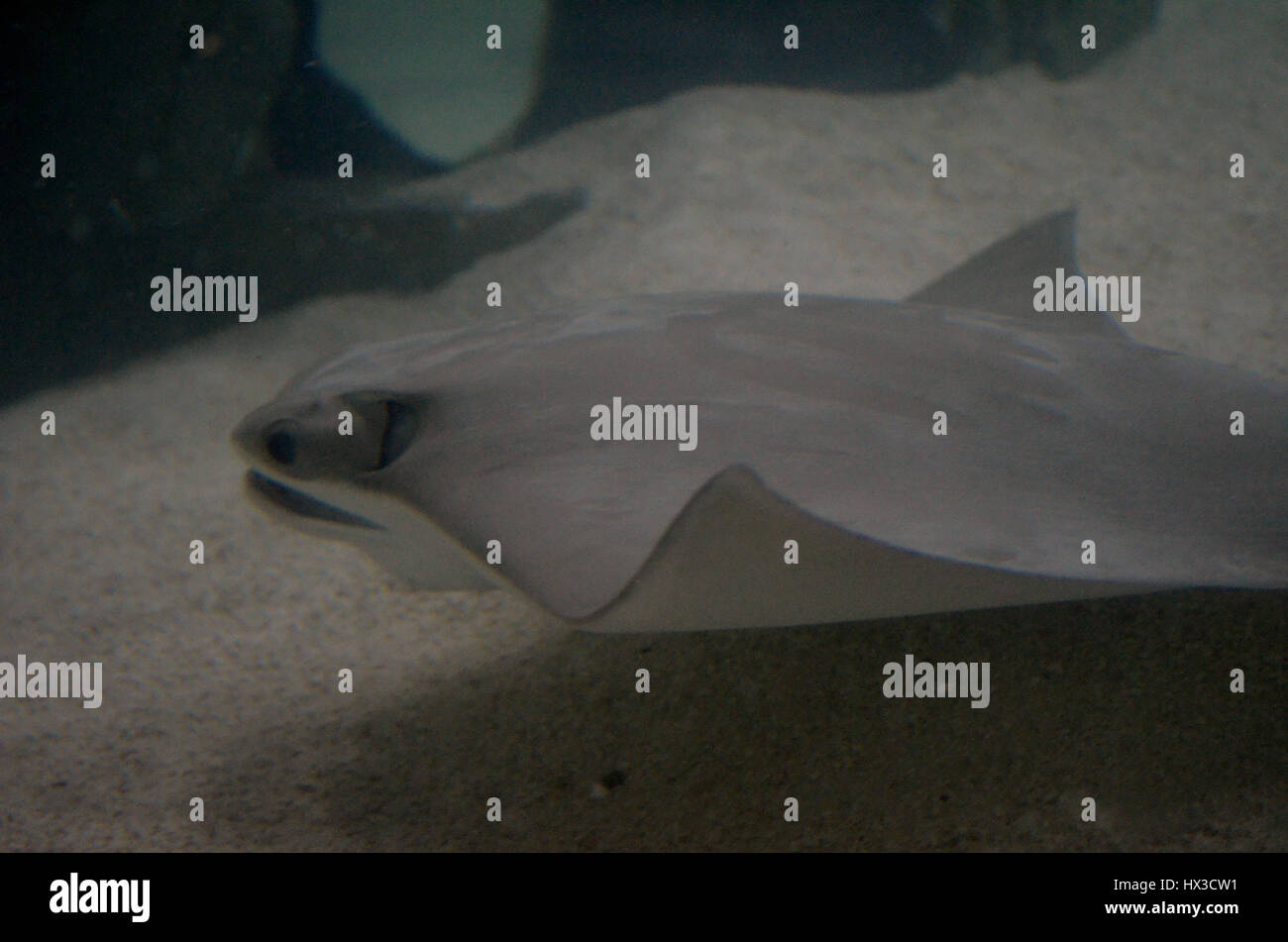 Stingray nuoto sott'acqua lungo la seguente oceano pavimento. Foto Stock