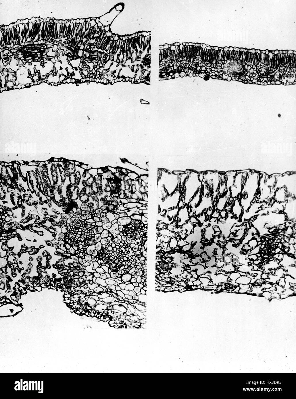 Sezioni trasversali di piante di tabacco con un microscopio che mostra l'effetto di radiazioni nucleari, a Brookhaven National Laboratory di Upton, New York, 1955. Immagine cortesia del Dipartimento Americano di Energia. Foto Stock