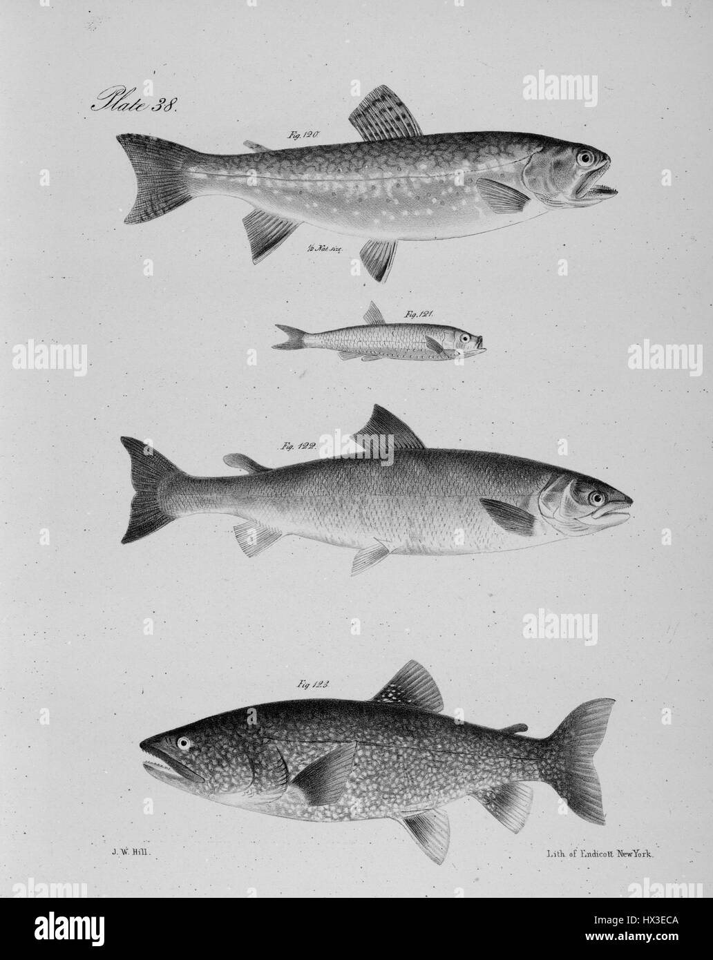 Illustrazioni di pesce, compresa la trota di fiume (Salmo fontinalis), l'Argentino (Scopelus humboldti), il mare Salmone (Salmo salar), e il Lago di Salmone Trota (S. confinis), 1843. Dalla Biblioteca Pubblica di New York. Foto Stock