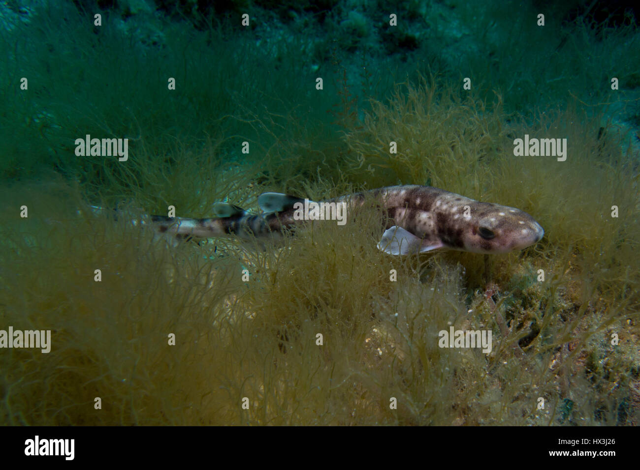 Piccolo-spotted gattucci, Scyliorhinus canicula, dal Mar Mediterraneo. Questa foto è stata scattata a Malta. Foto Stock