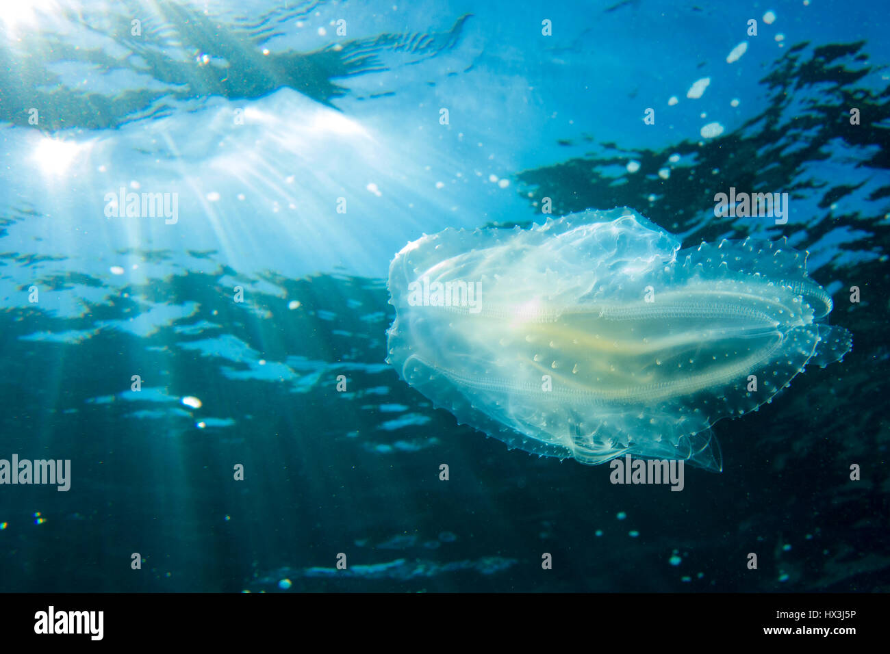 Pettine meduse, incontrate durante le immersioni nel mare Mediterraneo, Malta. Questi incredibili animali usare bio-luminescenza per comunicare. Foto Stock