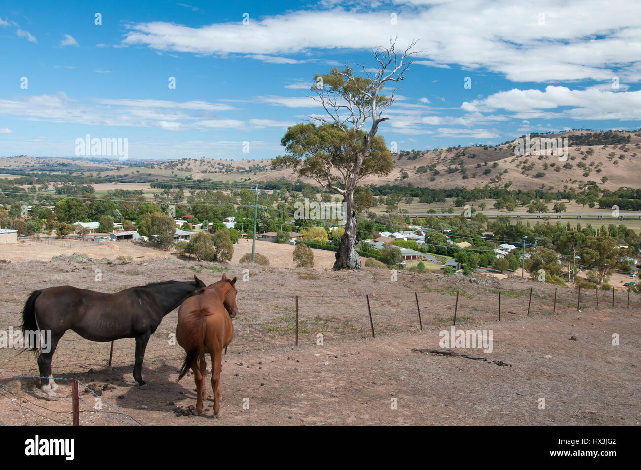 Hume Highway road trip, Australia: Cavalli al pascolo sopra il fiume Murrumbidgee floodplain a Gundagai, NSW Foto Stock