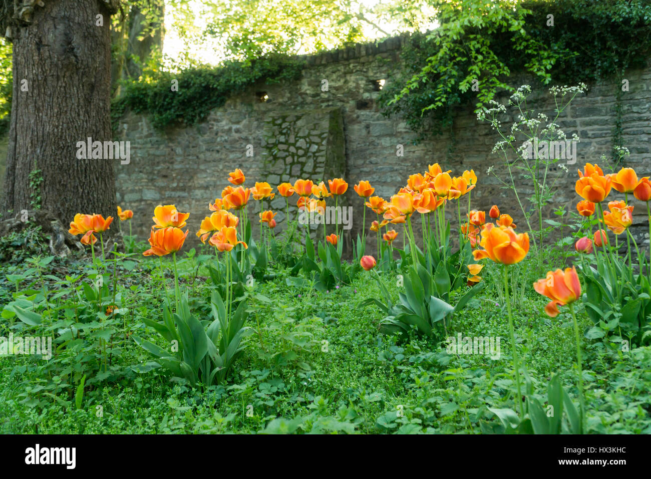 I tulipani in campagna Foto Stock