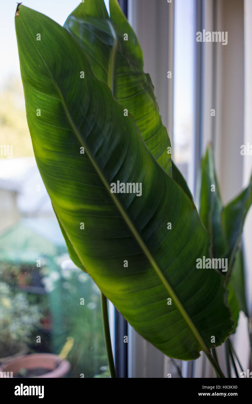 Pianta da gomma Foto Stock