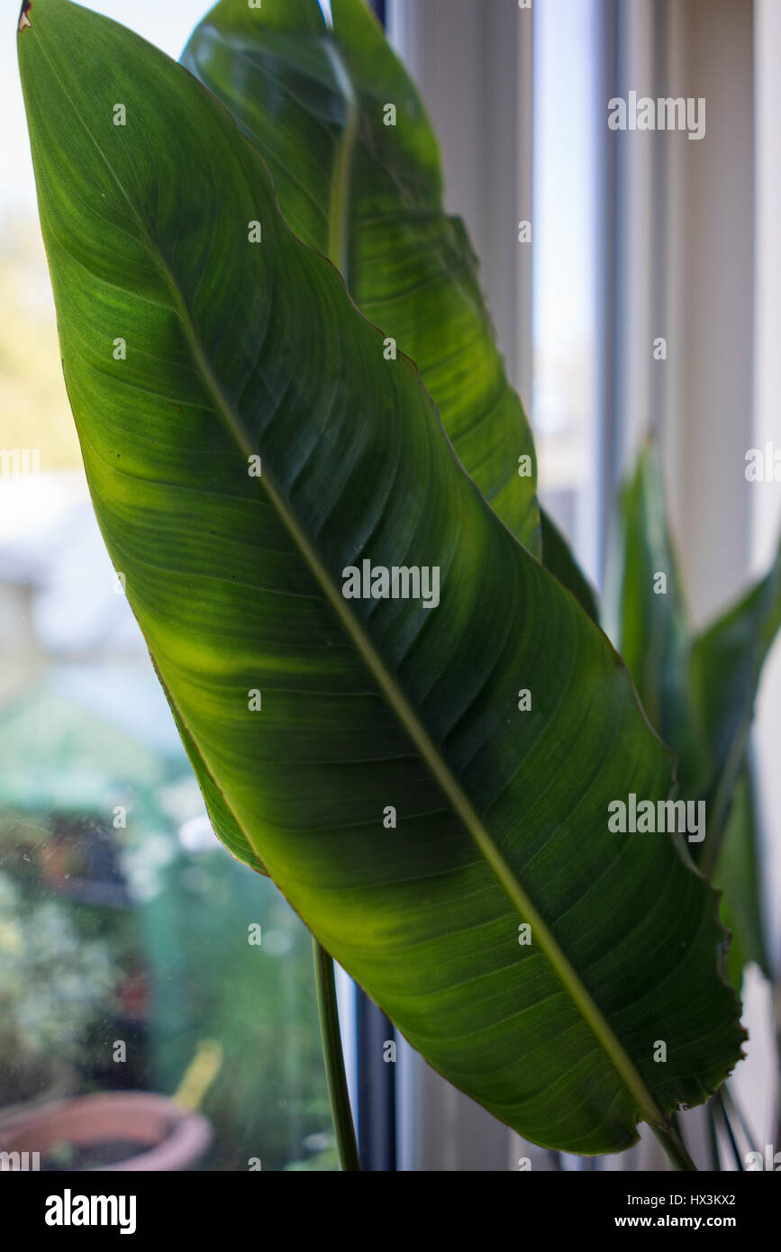 Pianta da gomma Foto Stock