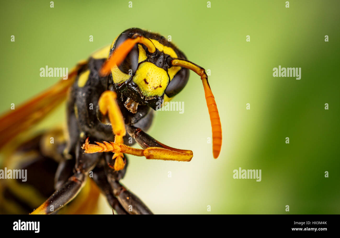 Wasp testa di ripresa macro su sfondo verde Foto Stock