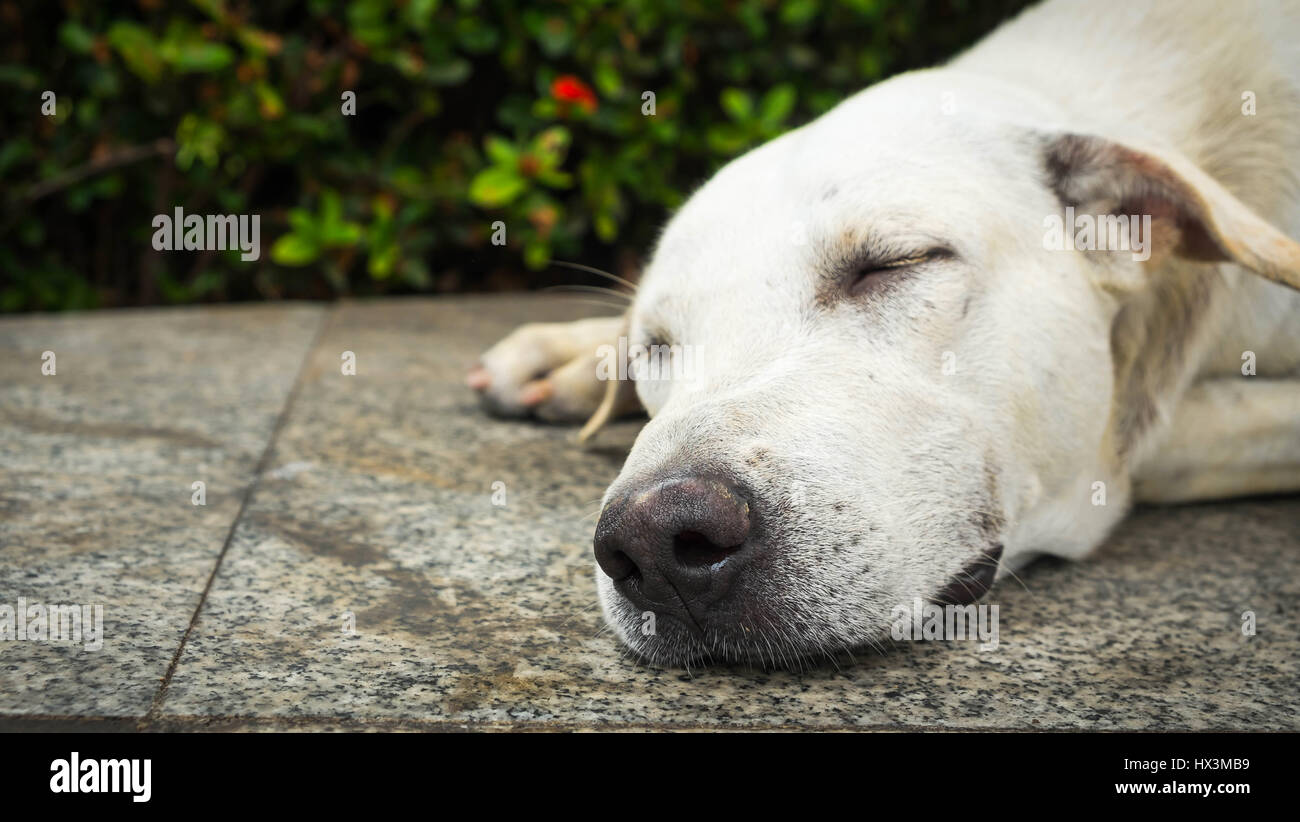 Il cane dorme sul cemento sfondo, il cane dorme sul pavimento Foto stock -  Alamy