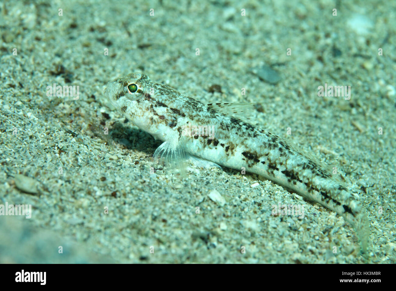 Snello ghiozzo pesce (Gobius geniporus) sott'acqua nel Mare Mediterraneo  Foto stock - Alamy