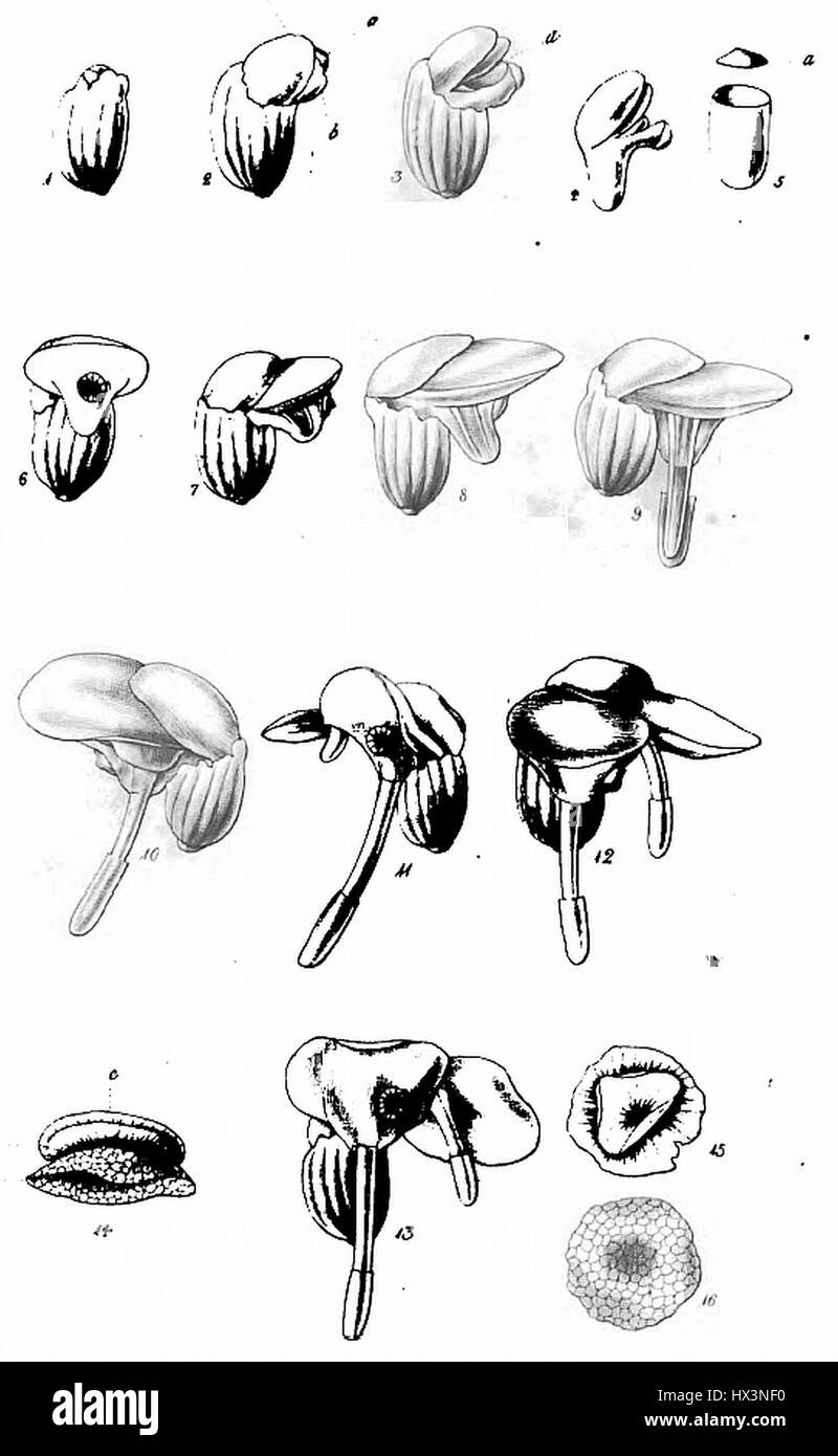 L'illustrazione di "Lemna gibba germination" dal BM (forse riferendosi al British Museum) raffigura le prime fasi di crescita della specie di piante galleggianti Lemna gibba, comunemente nota come alghe anatra gonfie. Questa illustrazione botanica cattura gli intricati dettagli del suo processo di germinazione, un prezioso contributo agli studi sulle piante e alla botanica acquatica. Foto Stock