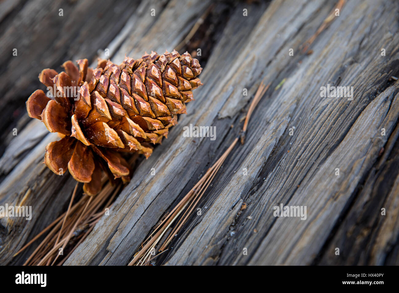 Pigna Palm Springs Mountain Foto Stock