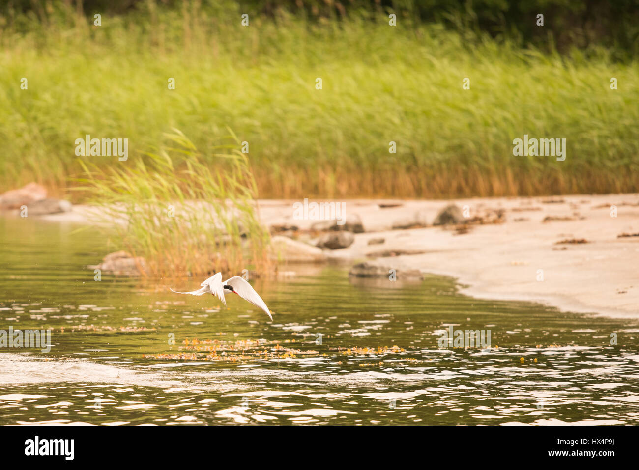 Un artico PESCA SVOLTA IN SVEDESE finlandese arcipelago NEL MAR BALTICO Foto Stock