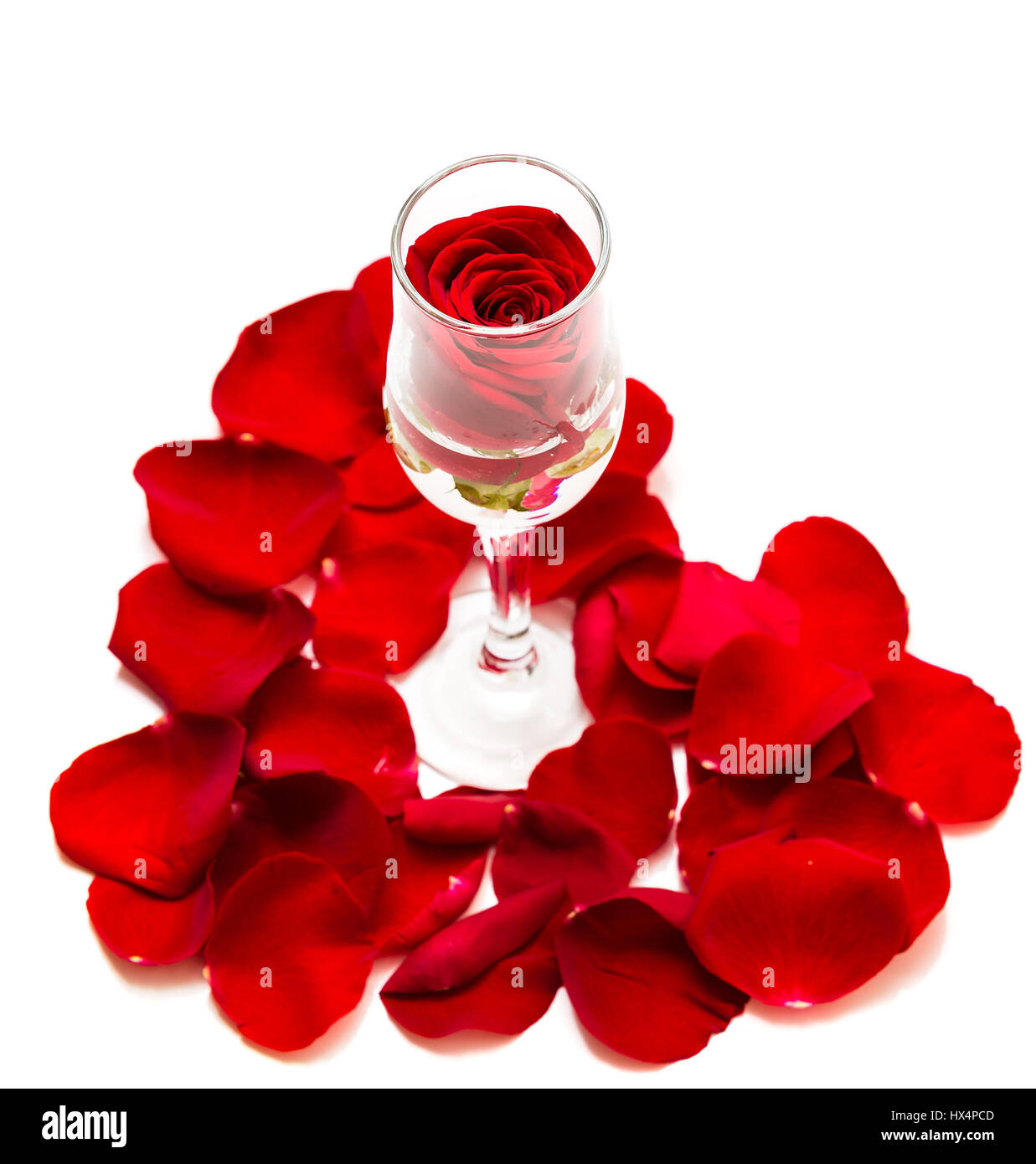 Rosa rossa all'interno di champagne con vetro a forma di cuore ad petalo su sfondo bianco Foto Stock