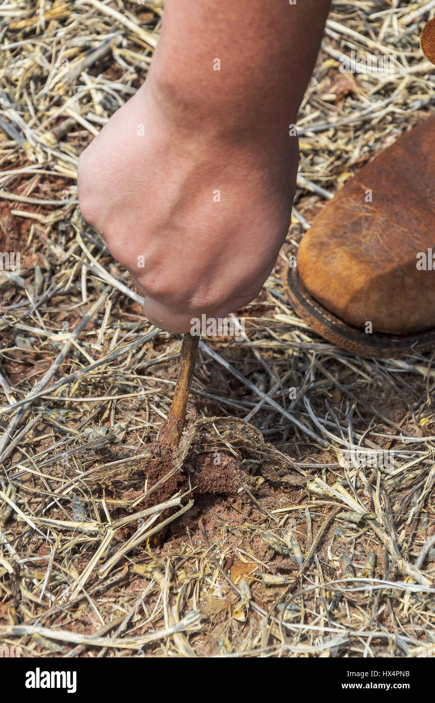 L'uomo la rimozione di radice di semi di soia provenienti dal suolo. Rurale scena. Foto Stock