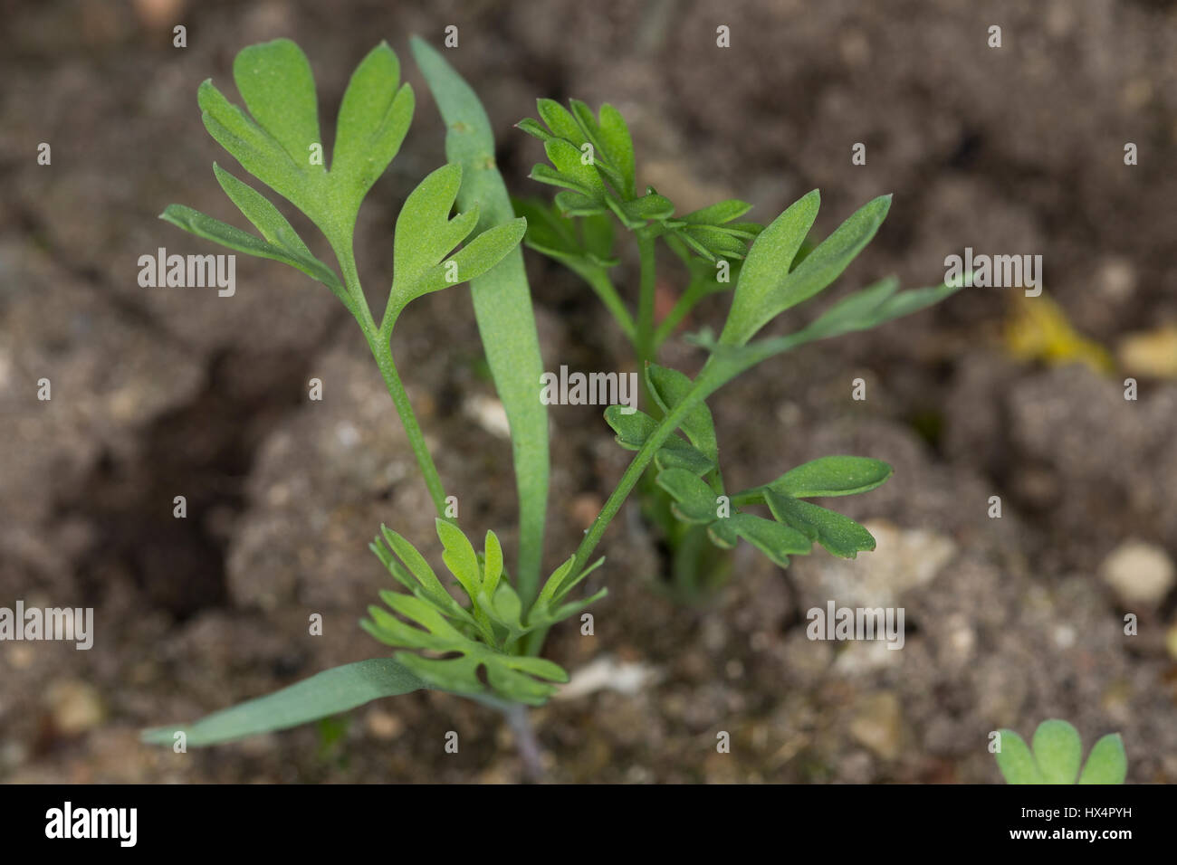 Gewöhnlicher Erdrauch, Blatt, Blätter, Jungpflanze, Fumaria officinalis, comune Fumaria, Fumeterre Foto Stock
