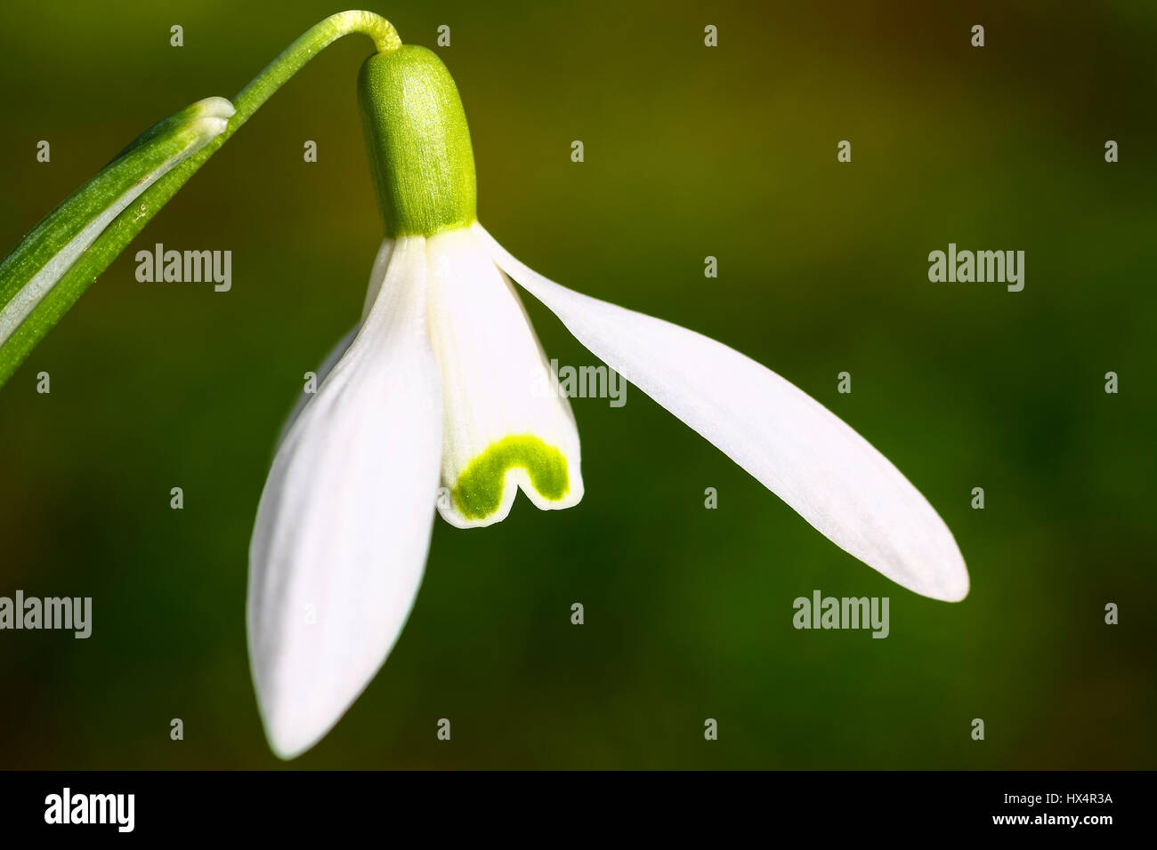 Close up di un snowdrop (Galanthus nivalis ) selvaggio fiore in primavera Foto Stock