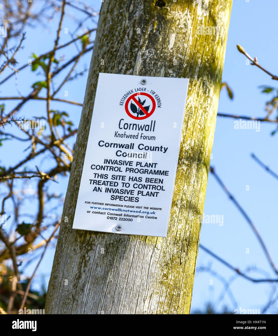 Un cartello che diceva la Cornovaglia Forum Knotweed Cornwall County Council pianta invasiva programma di controllo Foto Stock