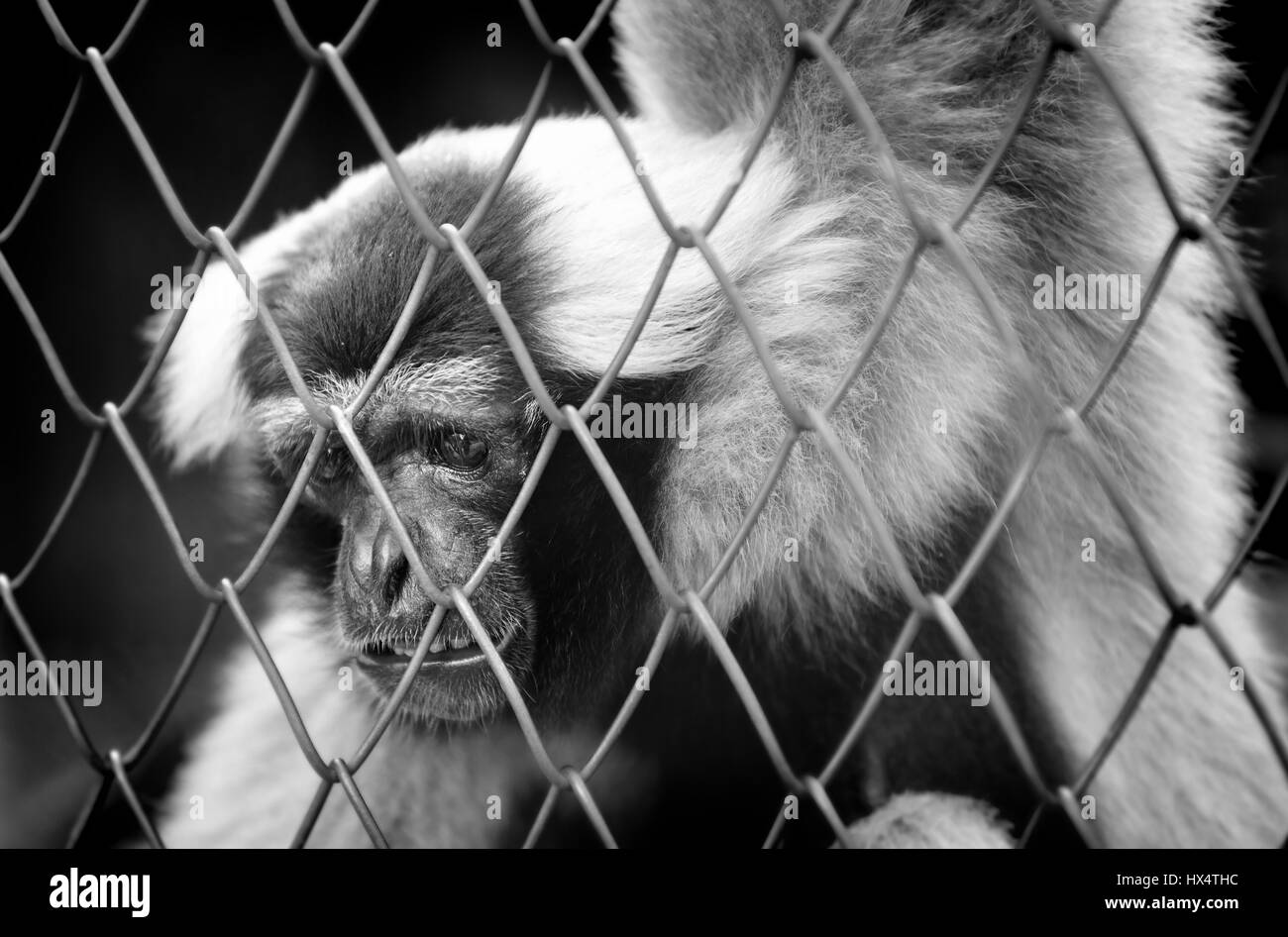 BW Vita del monky nella gabbia,purtroppo e hai bisogno di aiuto per foto in interni poco illuminati. Foto Stock