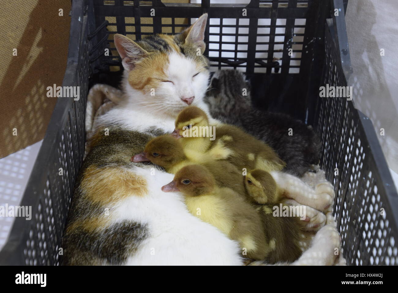 Cat adottivo madre per le papere. Gatto in un cestino con il gattino e ricezione di muschio duck anatroccoli. Foto Stock