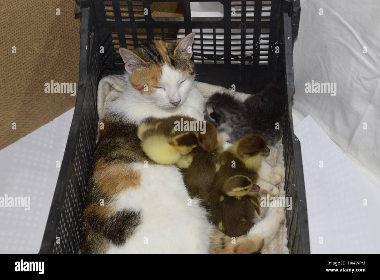 Cat adottivo madre per le papere. Gatto in un cestino con il gattino e ricezione di muschio duck anatroccoli. Foto Stock