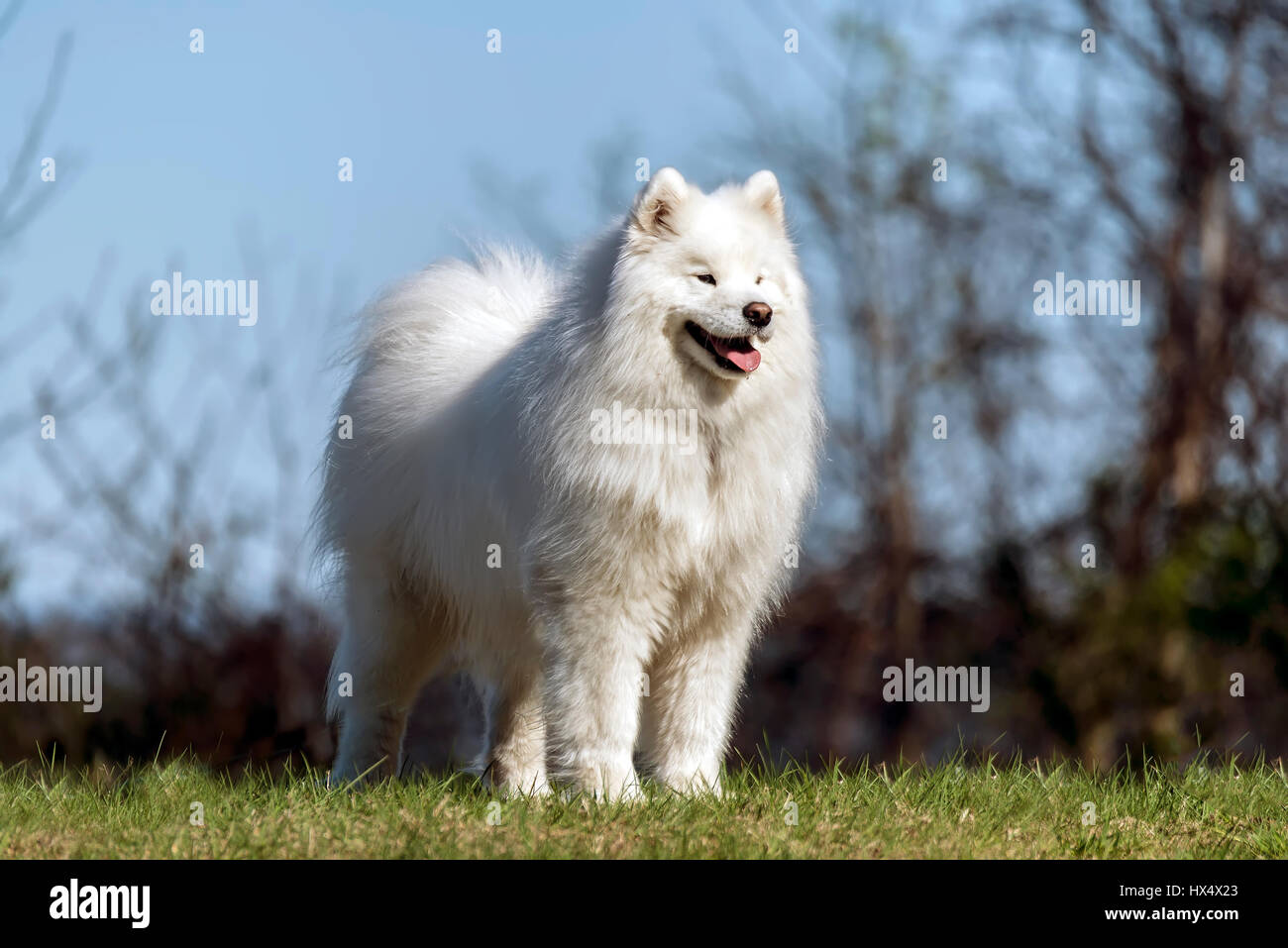 Samoiedo cane permanente sulla collina di Sun Foto Stock