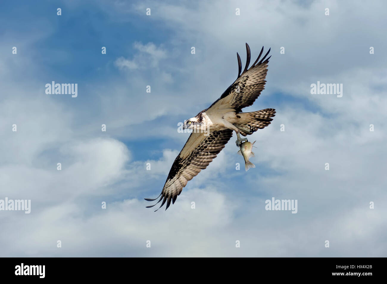 Osprey battenti in nuvole sopra la baia di Chesapeake con un pesce Foto Stock