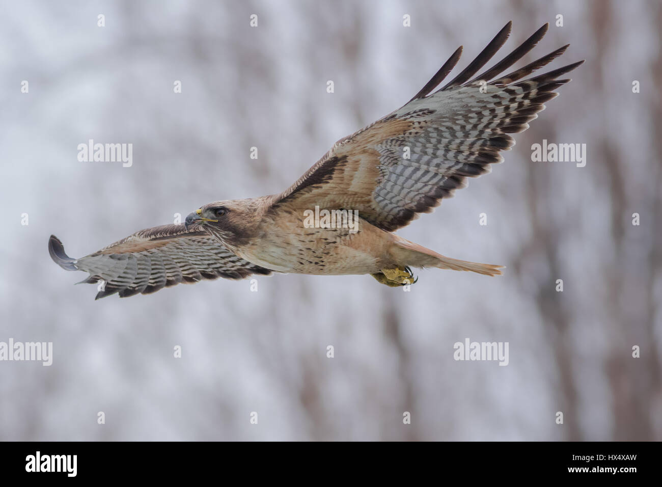 Un urbano Red-Tailed Hawk dalla mia città natale svetta mi hanno passato nella palude dopo alimentazione sulla preda. Questa specie è estremamente adattabile a habitat urbani. Foto Stock