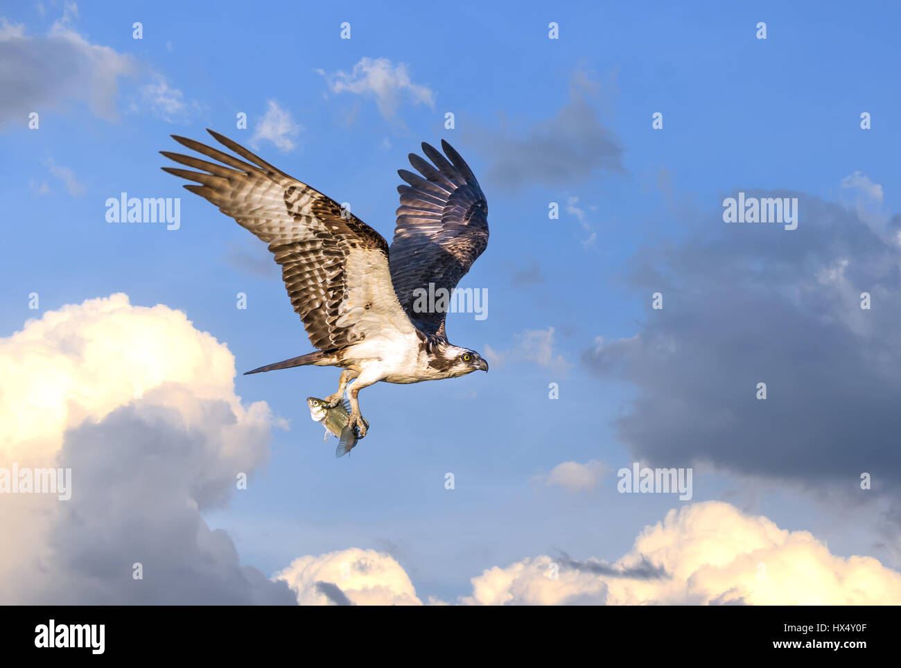 Osprey battenti in nuvole sopra la baia di Chesapeake con pesce in artigli Foto Stock