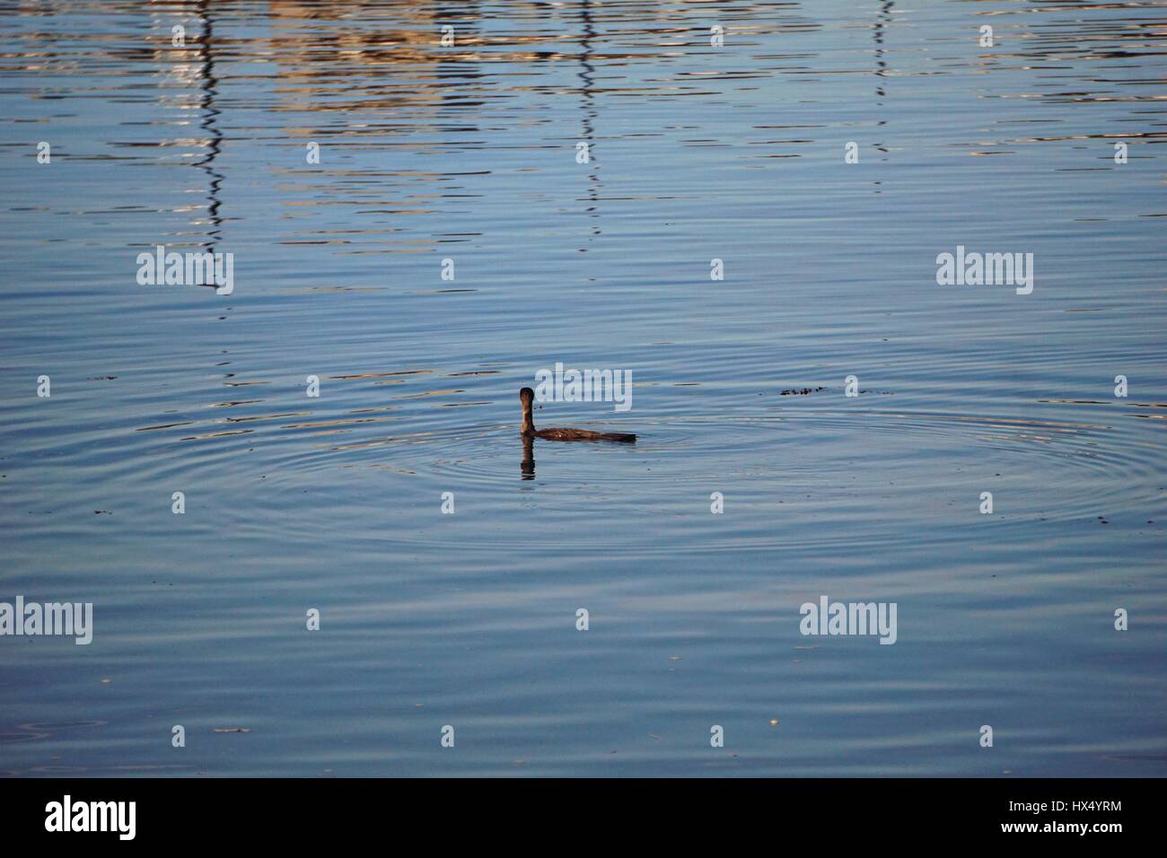 Reflets sur l'eau . Foto Stock
