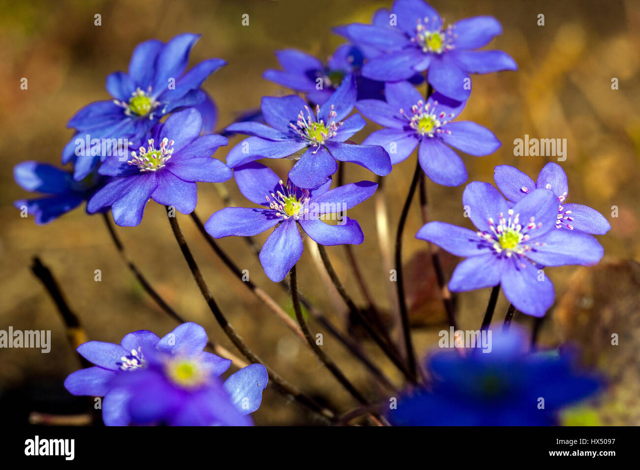 Blue Hepatica nobilis alpine, Kidneywort, Liverleaf o Liverwort Foto Stock